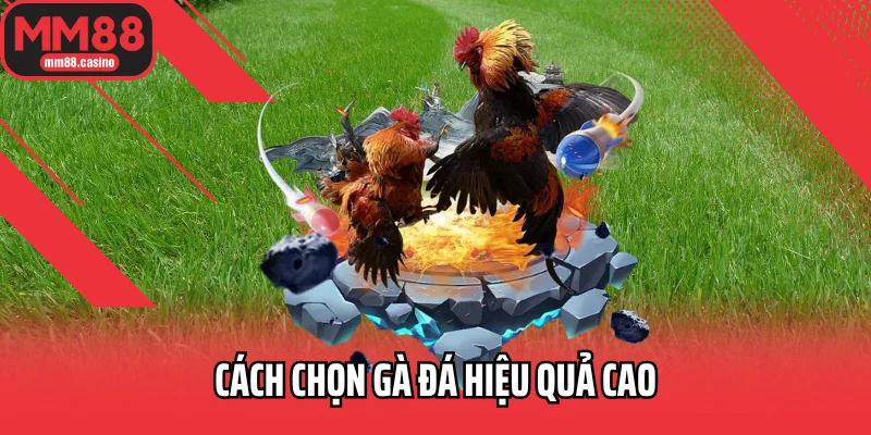 Cách chọn gà đá hiệu quả cao Cách chọn gà đá hiệu quả cao