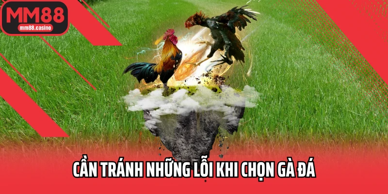 Cần tránh những lỗi khi chọn gà đá Cần tránh những lỗi khi chọn gà đá