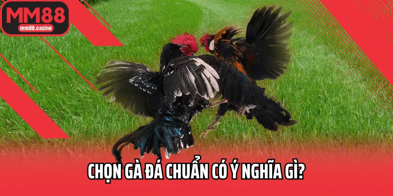 Chọn gà đá chuẩn có ý nghĩa gì? Chọn gà đá chuẩn có ý nghĩa gì?