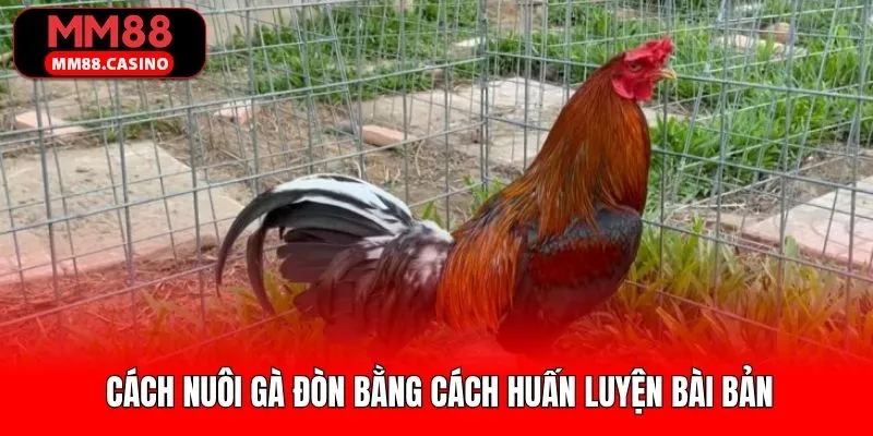 Huấn luyện gà đòn thông qua các bài vận động Huấn luyện gà đòn thông qua các bài vận động