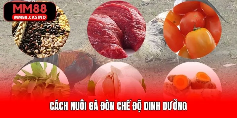 Cách nuôi gà đòn dựa trên chế độ dinh dưỡng khoa học Cách nuôi gà đòn dựa trên chế độ dinh dưỡng khoa học