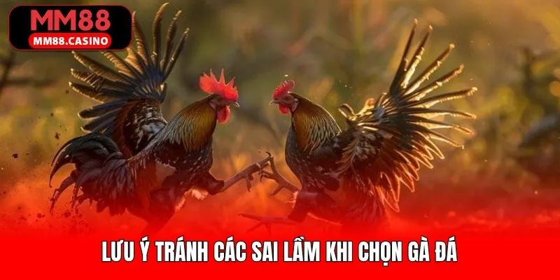 Lưu ý cơ bản để tránh các lỗi sai trong lúc chọn chiến kê Lưu ý cơ bản để tránh các lỗi sai trong lúc chọn chiến kê